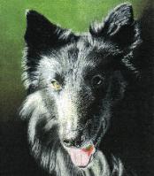 visit aleron dogs!